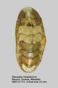 Stenoplax limaciformis (2)